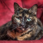 Indigo-Pet-Photography-Mitzy-nwm-001