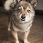 Indigo-Pet-Photography-Lincoln-good