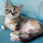 Jelly Bean