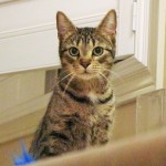 Lola profile