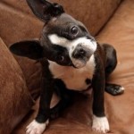 Amy-boston-terrierw