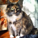 Lacygoodprofile