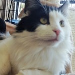 Oswald profile
