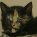 Patches profile11