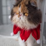 Indigo-Pet-Photography-Persians-WM-020